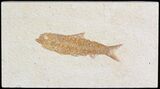 Bargain Knightia Fossil Fish - Wyoming #42358-1